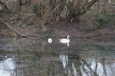Güzel beyaz dilsiz kuğular Şubat ayında Wuhlebecken veya Wuhlebecken boyunca yüzerler. Dilsiz kuğu (