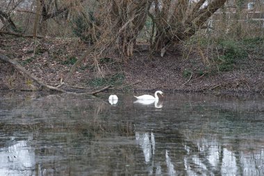 Güzel beyaz dilsiz kuğular Şubat ayında Wuhlebecken veya Wuhlebecken boyunca yüzerler. Dilsiz kuğu (