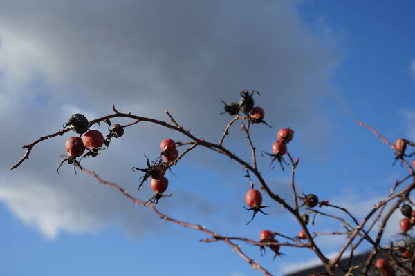 Роза кустарниковая с фруктами растет в феврале. Rosa dumalis, сияющая собачья роза, является одним из видов роз семейства Rosaceae. Берлин, Германия, Европа.                               