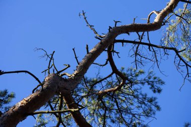 Pinus sylvestris şubat ayında büyür. Pinus sylvestris, Çam çamı, İskoç çamı, İskoç çamı, Baltık çamı veya Avrupa kırmızı çamı, çamgiller familyasından bir ağaçtır. Berlin, Almanya, Avrupa. 