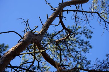 A Dendrocopos major ssp. pinetorum woodpecker perches on a branch of a Pinus sylvestris tree in the wild in February. The great spotted woodpecker, Dendrocopos major, is a medium-sized woodpecker. Berlin, Germany, Europe.   