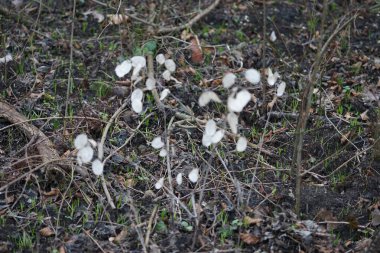 Lunaria Annua 'nın tohumları şubatta yetişiyor. Lunaria annua, lahanada ve hardal familyasında yetişen bir bitki türüdür. Berlin, Almanya, Avrupa. 
