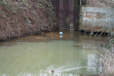 Şubat ayında Wuhlebecken veya Wuhlebecken nehri ile barajın yanındaki Wuhle Nehri 'nde mavi ve beyaz bir lastik top yüzer. Berlin, Almanya, Avrupa. 