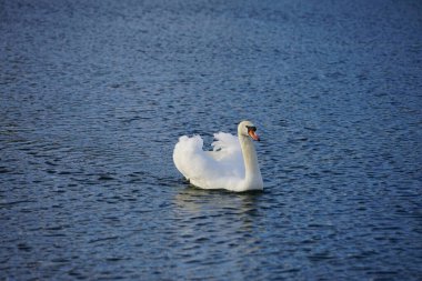 Şubat ayında Kaulsdorfer Baggersee 'deki Habermannsee gölünde beyaz dilsiz bir kuğu yüzer. Dilsiz kuğu (