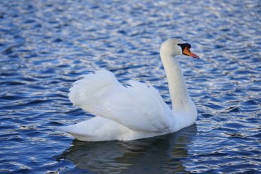 Şubat ayında Kaulsdorfer Baggersee 'deki Habermannsee gölünde beyaz dilsiz bir kuğu yüzer. Dilsiz kuğu (