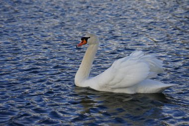 Şubat ayında Kaulsdorfer Baggersee 'deki Habermannsee gölünde beyaz dilsiz bir kuğu yüzer. Dilsiz kuğu (