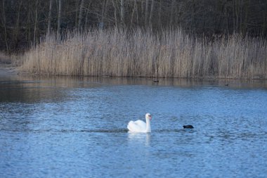 Şubat ayında Kaulsdorfer Baggersee dinlenme bölgesinde Habermannsee boyunca yüzen dilsiz bir kuğu, Cygnus olor ve Avrasyalı öküzler Fulica atra. Dilsiz kuğu, Kuğu renginde bir kuğu türüdür. Berlin, Almanya, Avrupa.  