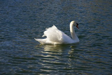 Şubat ayında Kaulsdorfer Baggersee 'deki Habermannsee gölünde beyaz dilsiz bir kuğu yüzer. Dilsiz kuğu (