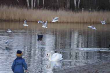 Berlin, Almanya, Avrupa - 19 Şubat 2023: Bir çocuk Şubat 'ta Kaulsdorfer Baggersee' deki Habermannsee Gölü yakınlarında bir Cygnus olor kuğusunu, Corvus cornix kargalarını ve Chroicocephalus ridibundus martılarını izliyor..