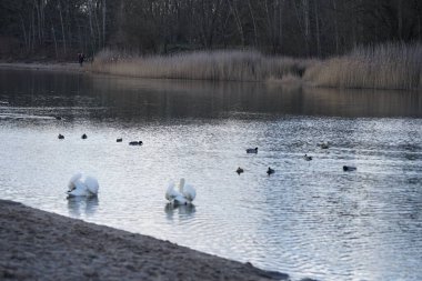 Şubat ayında Kaulsdorfer Baggersee dinlenme bölgesinde Habermannsee Gölü 'nde Cygnus olor, Fulica atra ve Anas platyrhynchos su kuşu yüzerler. Dilsiz kuğu, Kuğu renginde bir kuğu türüdür. Berlin, Almanya, Avrupa.