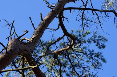 A Dendrocopos major ssp. pinetorum woodpecker perches on a branch of a Pinus sylvestris tree in the wild in February. The great spotted woodpecker, Dendrocopos major, is a medium-sized woodpecker. Berlin, Germany, Europe.                           