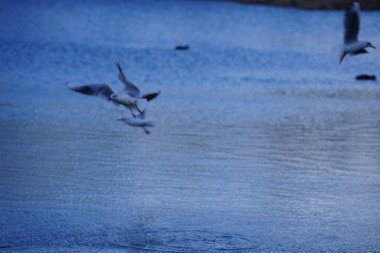 Siyah başlı martılar, Kroicocephalus ridibundus, Şubat ayında Avrasyalı yardakçılar Fulica atra ile Habermannsee Gölü üzerinde uçuyorlar. Siyah başlı martı Palearctic 'de çoğalan küçük bir martıdır. Berlin, Almanya.