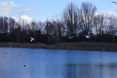 Siyah başlı martılar, Kroicocephalus ridibundus, Şubat ayında Avrasyalı yardakçılar Fulica atra ile Habermannsee Gölü üzerinde uçuyorlar. Siyah başlı martı Palearctic 'de çoğalan küçük bir martıdır. Berlin, Almanya.