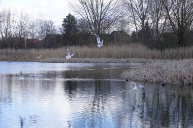 Siyah başlı martılar, Kroicocephalus ridibundus, Şubat ayında Avrasyalı yardakçılar Fulica atra ile Habermannsee Gölü üzerinde uçuyorlar. Siyah başlı martı Palearctic 'de çoğalan küçük bir martıdır. Berlin, Almanya.