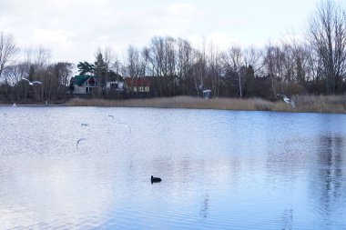 Siyah başlı martılar, Kroicocephalus ridibundus, Şubat ayında Avrasyalı yardakçılar Fulica atra ile Habermannsee Gölü üzerinde uçuyorlar. Siyah başlı martı Palearctic 'de çoğalan küçük bir martıdır. Berlin, Almanya.