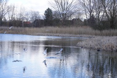 Siyah başlı martılar, Kroicocephalus ridibundus, Şubat ayında Avrasyalı yardakçılar Fulica atra ile Habermannsee Gölü üzerinde uçuyorlar. Siyah başlı martı Palearctic 'de çoğalan küçük bir martıdır. Berlin, Almanya.