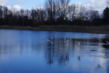 Siyah başlı martılar, Kroicocephalus ridibundus, Şubat ayında Avrasyalı yardakçılar Fulica atra ile Habermannsee Gölü üzerinde uçuyorlar. Siyah başlı martı Palearctic 'de çoğalan küçük bir martıdır. Berlin, Almanya.