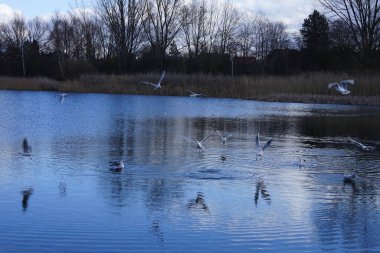 Siyah başlı martılar, Kroicocephalus ridibundus, Şubat ayında Avrasyalı yardakçılar Fulica atra ile Habermannsee Gölü üzerinde uçuyorlar. Siyah başlı martı Palearctic 'de çoğalan küçük bir martıdır. Berlin, Almanya.