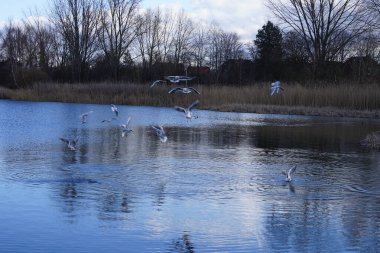Siyah başlı martılar, Kroicocephalus ridibundus, Şubat ayında Avrasyalı yardakçılar Fulica atra ile Habermannsee Gölü üzerinde uçuyorlar. Siyah başlı martı Palearctic 'de çoğalan küçük bir martıdır. Berlin, Almanya.