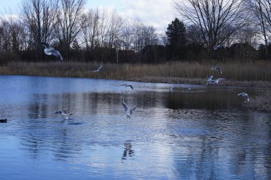 Siyah başlı martılar, Kroicocephalus ridibundus, Şubat ayında Avrasyalı yardakçılar Fulica atra ile Habermannsee Gölü üzerinde uçuyorlar. Siyah başlı martı Palearctic 'de çoğalan küçük bir martıdır. Berlin, Almanya.
