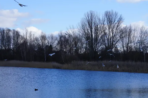 Siyah başlı martılar, Kroicocephalus ridibundus, Şubat ayında Avrasyalı yardakçılar Fulica atra ile Habermannsee Gölü üzerinde uçuyorlar. Siyah başlı martı Palearctic 'de çoğalan küçük bir martıdır. Berlin, Almanya.