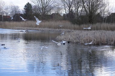 Siyah başlı martılar, Kroicocephalus ridibundus, Şubat ayında Avrasyalı yardakçılar Fulica atra ile Habermannsee Gölü üzerinde uçuyorlar. Siyah başlı martı Palearctic 'de çoğalan küçük bir martıdır. Berlin, Almanya.
