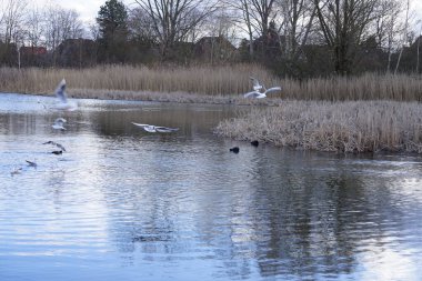 Siyah başlı martılar, Kroicocephalus ridibundus, Şubat ayında Avrasyalı yardakçılar Fulica atra ile Habermannsee Gölü üzerinde uçuyorlar. Siyah başlı martı Palearctic 'de çoğalan küçük bir martıdır. Berlin, Almanya.