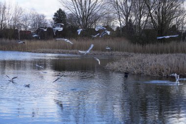 Siyah başlı martılar, Kroicocephalus ridibundus, Şubat ayında Avrasyalı yardakçılar Fulica atra ile Habermannsee Gölü üzerinde uçuyorlar. Siyah başlı martı Palearctic 'de çoğalan küçük bir martıdır. Berlin, Almanya.