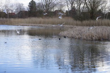 Siyah başlı martılar, Kroicocephalus ridibundus, Şubat ayında Avrasyalı yardakçılar Fulica atra ile Habermannsee Gölü üzerinde uçuyorlar. Siyah başlı martı Palearctic 'de çoğalan küçük bir martıdır. Berlin, Almanya.
