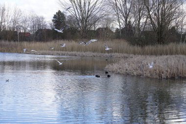 Siyah başlı martılar, Kroicocephalus ridibundus, Şubat ayında Avrasyalı yardakçılar Fulica atra ile Habermannsee Gölü üzerinde uçuyorlar. Siyah başlı martı Palearctic 'de çoğalan küçük bir martıdır. Berlin, Almanya.