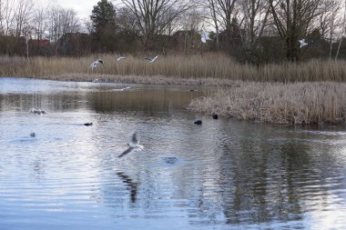 Siyah başlı martılar, Kroicocephalus ridibundus, Şubat ayında Avrasyalı yardakçılar Fulica atra ile Habermannsee Gölü üzerinde uçuyorlar. Siyah başlı martı Palearctic 'de çoğalan küçük bir martıdır. Berlin, Almanya.