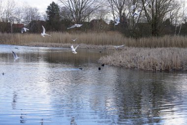 Siyah başlı martılar, Kroicocephalus ridibundus, Şubat ayında Avrasyalı yardakçılar Fulica atra ile Habermannsee Gölü üzerinde uçuyorlar. Siyah başlı martı Palearctic 'de çoğalan küçük bir martıdır. Berlin, Almanya.