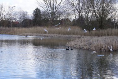 Siyah başlı martılar, Kroicocephalus ridibundus, Şubat ayında Avrasyalı yardakçılar Fulica atra ile Habermannsee Gölü üzerinde uçuyorlar. Siyah başlı martı Palearctic 'de çoğalan küçük bir martıdır. Berlin, Almanya.