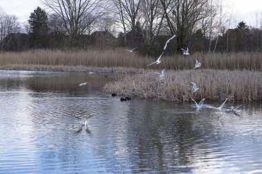 Siyah başlı martılar, Kroicocephalus ridibundus, Şubat ayında Avrasyalı yardakçılar Fulica atra ile Habermannsee Gölü üzerinde uçuyorlar. Siyah başlı martı Palearctic 'de çoğalan küçük bir martıdır. Berlin, Almanya.