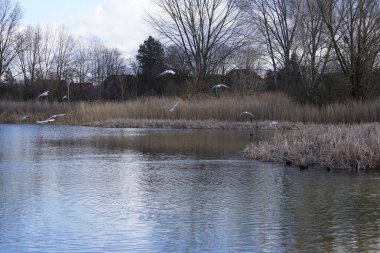 Siyah başlı martılar, Kroicocephalus ridibundus, Şubat ayında Avrasyalı yardakçılar Fulica atra ile Habermannsee Gölü üzerinde uçuyorlar. Siyah başlı martı Palearctic 'de çoğalan küçük bir martıdır. Berlin, Almanya.