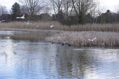 Siyah başlı martılar, Kroicocephalus ridibundus, Şubat ayında Avrasyalı yardakçılar Fulica atra ile Habermannsee Gölü üzerinde uçuyorlar. Siyah başlı martı Palearctic 'de çoğalan küçük bir martıdır. Berlin, Almanya.