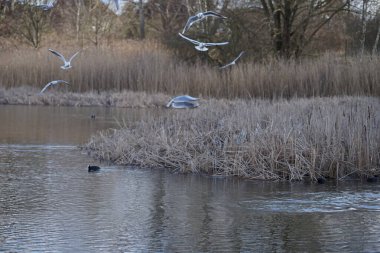 Siyah başlı martılar, Kroicocephalus ridibundus, Şubat ayında Avrasyalı yardakçılar Fulica atra ile Habermannsee Gölü üzerinde uçuyorlar. Siyah başlı martı Palearctic 'de çoğalan küçük bir martıdır. Berlin, Almanya.