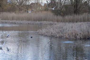 Siyah başlı martılar, Kroicocephalus ridibundus, Şubat ayında Avrasyalı yardakçılar Fulica atra ile Habermannsee Gölü üzerinde uçuyorlar. Siyah başlı martı Palearctic 'de çoğalan küçük bir martıdır. Berlin, Almanya.