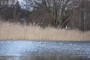 Şubat ayında Habermannsee Gölü üzerinde Chroicocephalus ridibundus martıları uçar. Siyah başlı martı, Chroicocephalus ridibundus, Palearctic 'de üreyen küçük bir martıdır. Berlin, Almanya, Avrupa. 
