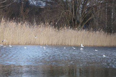 Şubat ayında Habermannsee Gölü üzerinde Chroicocephalus ridibundus martıları uçar. Siyah başlı martı, Chroicocephalus ridibundus, Palearctic 'de üreyen küçük bir martıdır. Berlin, Almanya, Avrupa. 