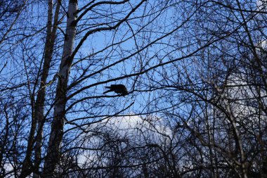 Şubat ayında bir Corvus Cornix kuşu bir huş ağacının dalında oturur. Kukuletalı karga (
