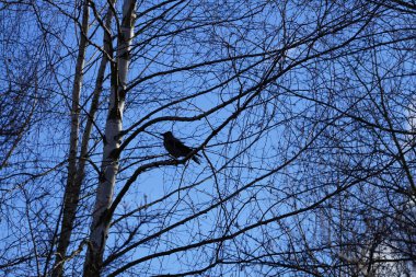 Şubat ayında bir Corvus Cornix kuşu bir huş ağacının dalında oturur. Kukuletalı karga (