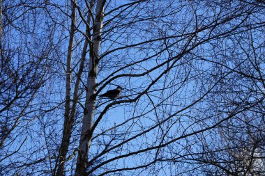 Şubat ayında bir Corvus Cornix kuşu bir huş ağacının dalında oturur. Kukuletalı karga (