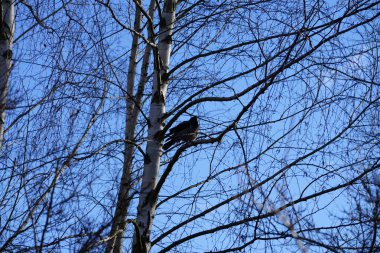 Şubat ayında bir Corvus Cornix kuşu bir huş ağacının dalında oturur. Kukuletalı karga (