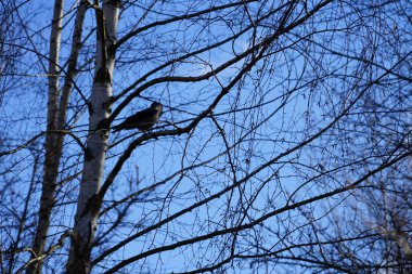 Şubat ayında bir Corvus Cornix kuşu bir huş ağacının dalında oturur. Kukuletalı karga (