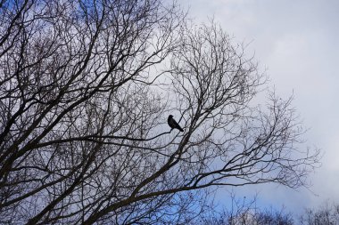 Şubat ayında bir Corvus Cornix kuşu bir ağaç dalında oturur. Kukuletalı karga (