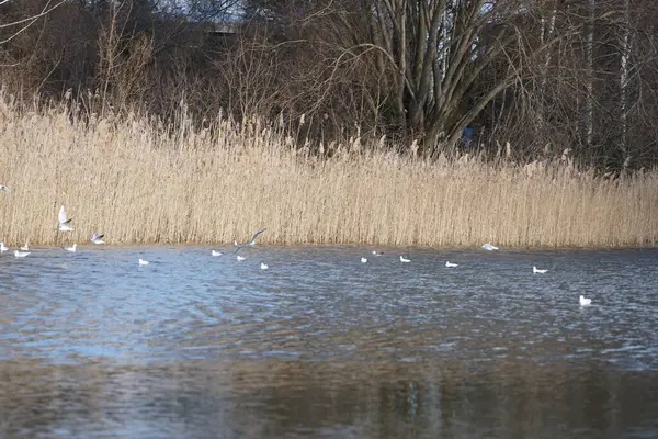 Şubat ayında Habermannsee Gölü üzerinde Chroicocephalus ridibundus martıları uçar. Siyah başlı martı, Chroicocephalus ridibundus, Palearctic 'de üreyen küçük bir martıdır. Berlin, Almanya, Avrupa. 