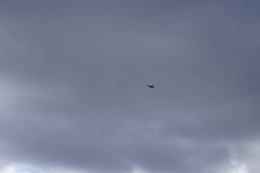 Siyah başlı bir martı olan Chroicocephalus ridibundus Şubat ayında Habermannsee Gölü üzerinde uçar. Siyah başlı martı Palearctic 'de çoğalan küçük bir martıdır. Berlin, Almanya. 