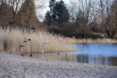 Corvus cornix, Chroicocephalus ridibundus, Fulica atra ve Anas platyrhynchos kuşları Şubat ayında Kaulsdorfer Baggersee dinlenme alanında Habermannsee Gölü yakınlarında yaşamaktadırlar. Berlin, Almanya, Avrupa.