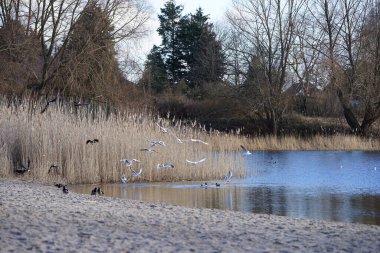 Corvus cornix, Chroicocephalus ridibundus, Fulica atra ve Anas platyrhynchos kuşları Şubat ayında Kaulsdorfer Baggersee dinlenme alanında Habermannsee Gölü yakınlarında yaşamaktadırlar. Berlin, Almanya, Avrupa.